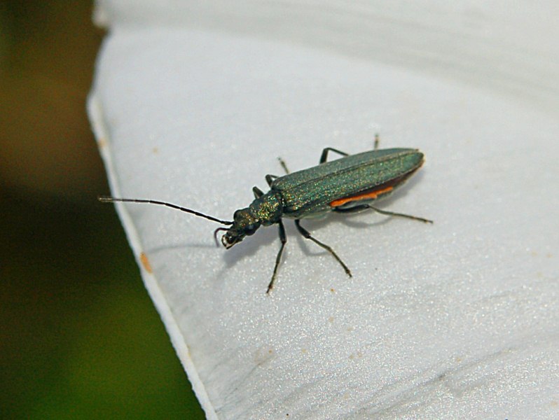 Un piccolo coleottero verde pallido